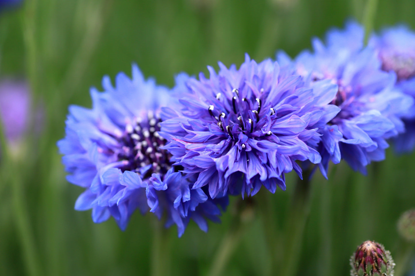 1000 Tall Blue BACHELOR'S BUTTON / CORNFLOWER Centaurea Cyanus Flower Seeds