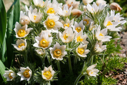 25 WHITE ANEMONE Pulsatilla Vulgaris PASQUE flower Seeds