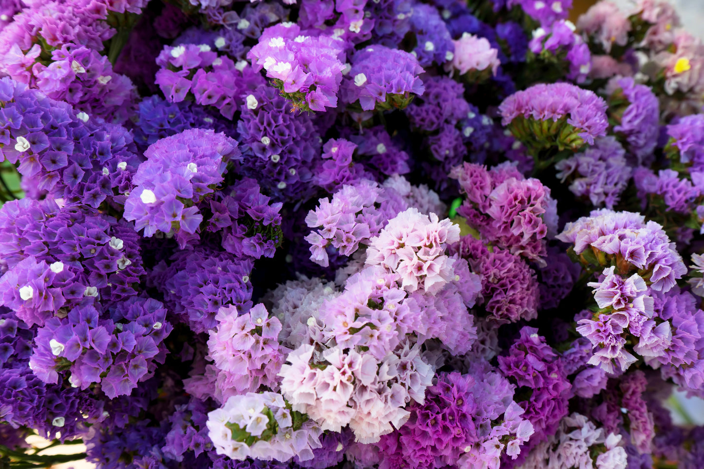 lavender statice flower 50 Purple STATICE / SEA LAVENDER Limonium Sinuatum Flower Seeds – Seedville USA