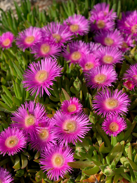 25 Table Mountain ICE PLANT Magenta Fuchsia Delosperma Cooperi Hardy Pink Carpet Flower Seeds