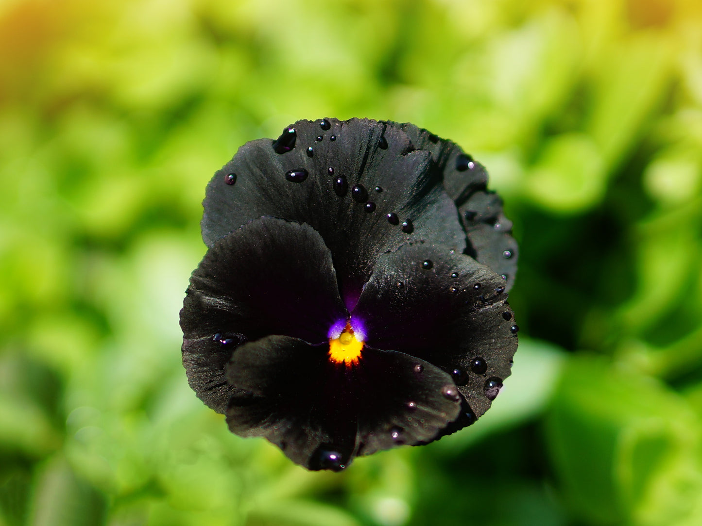 50 BLACK PANSY Clear Crystals Viola Wittrockiana Flower Seeds