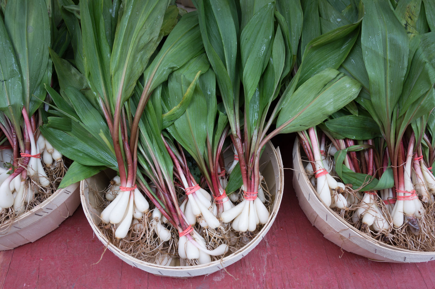 ramp plant seeds 20 RAMP / WILD LEEK Allium Tricoccum Ramps Vegetable Herb White Shade Flower Seeds