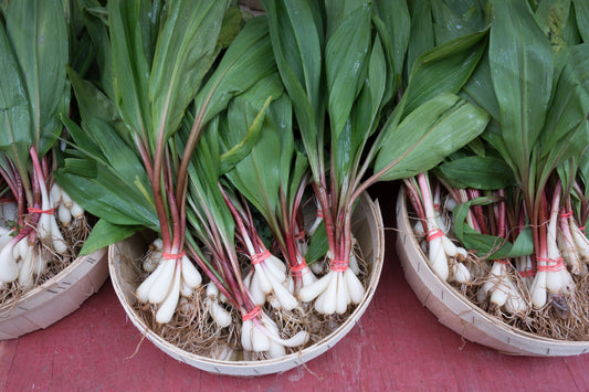 20 RAMP / WILD LEEK Allium Tricoccum Ramps Vegetable Herb White Shade Flower Seeds