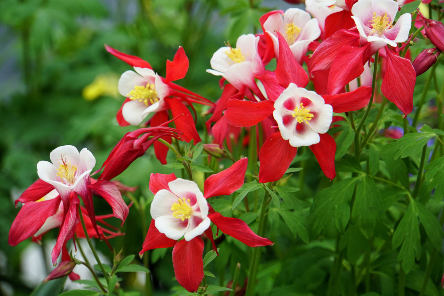 25 CRIMSON STAR COLUMBINE Red & White McKana's Giant Aquilegia Flower Seeds