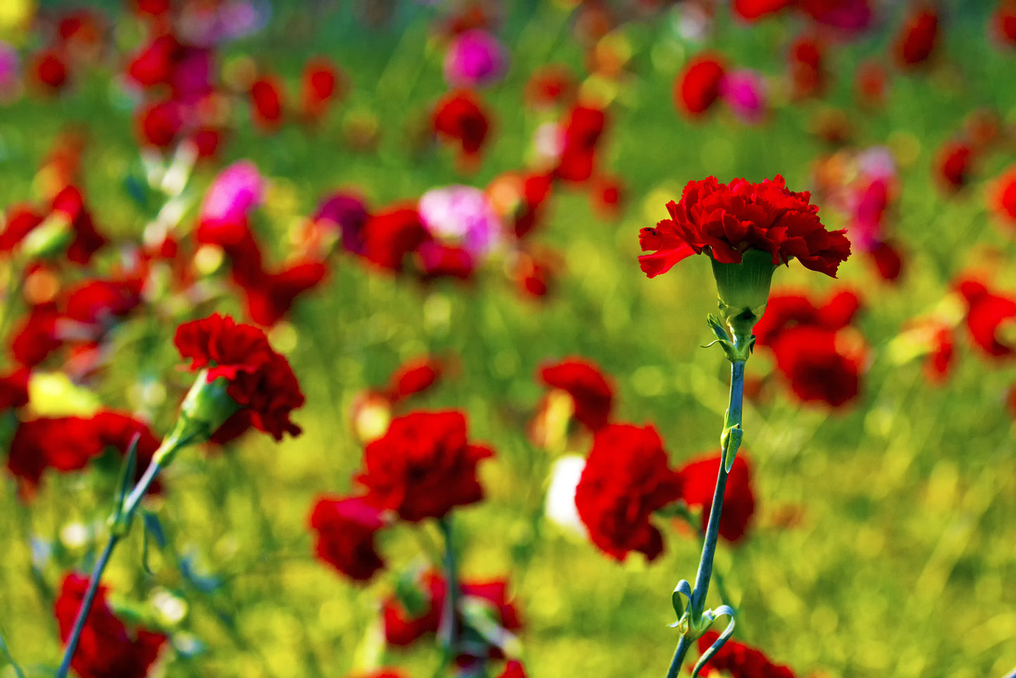 50 SCARLET RED CARNATION Dianthus Caryophyllus Grenadin Double Flower Seeds