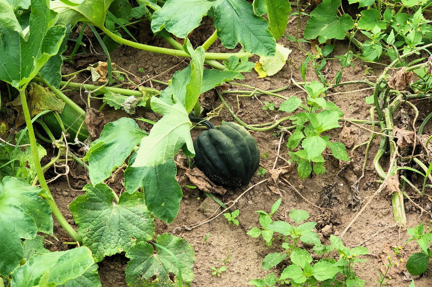 50 Table Queen ACORN SQUASH Winter Cucurbita Pepo Vegetable Seeds