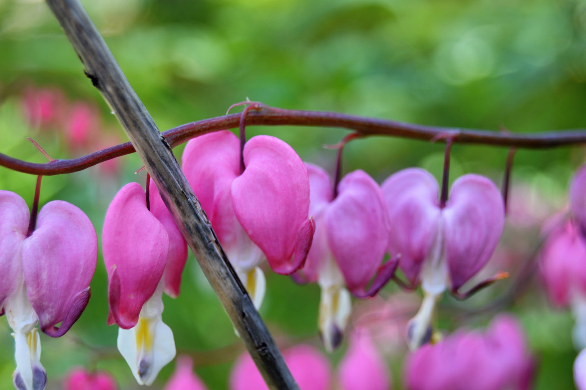 Il piccolo giardino di L.: Largo al romanticismo con i fiori a cuore della Dicentra Il piccolo giardino di L.: Largo al romanticismo con i fiori a cuore della Dicentra