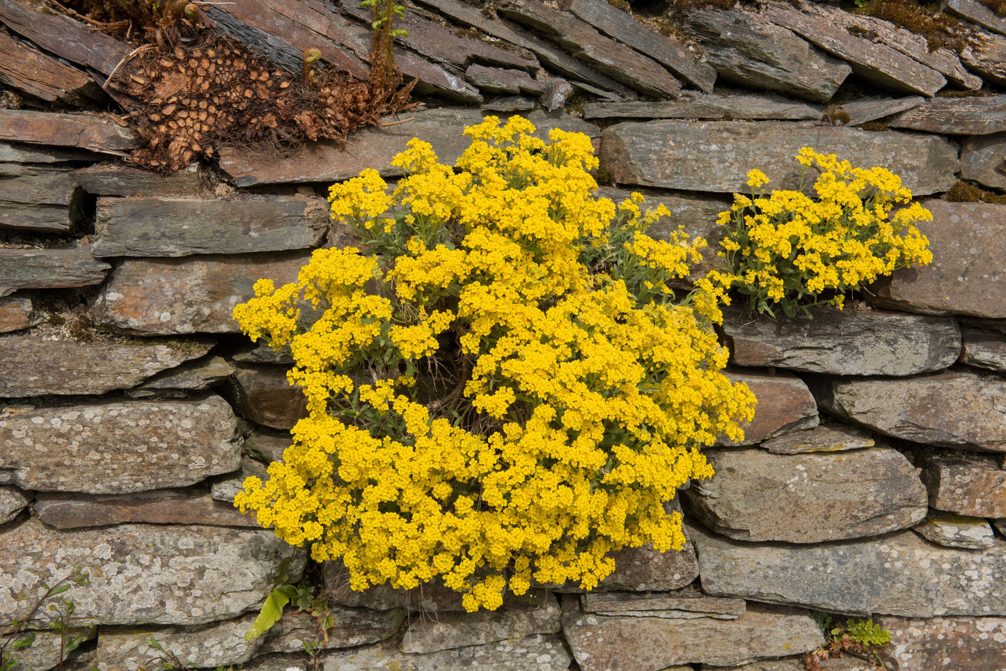 1000 GOLDEN TUFT ALYSSUM Basket of Gold Aurinia Saxatilis Yellow Flower Seeds