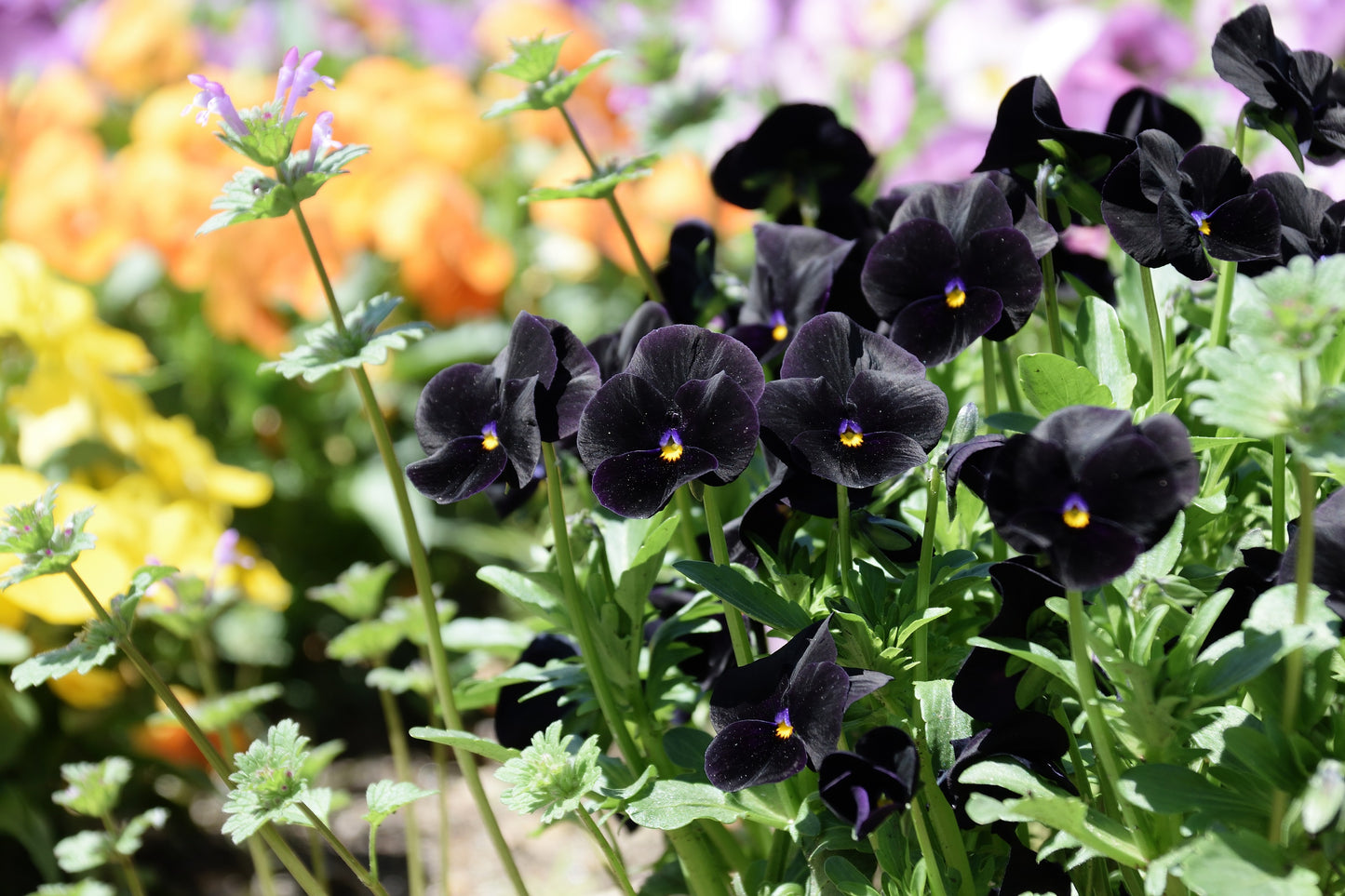 50 BLACK PANSY Clear Crystals Viola Wittrockiana Flower Seeds