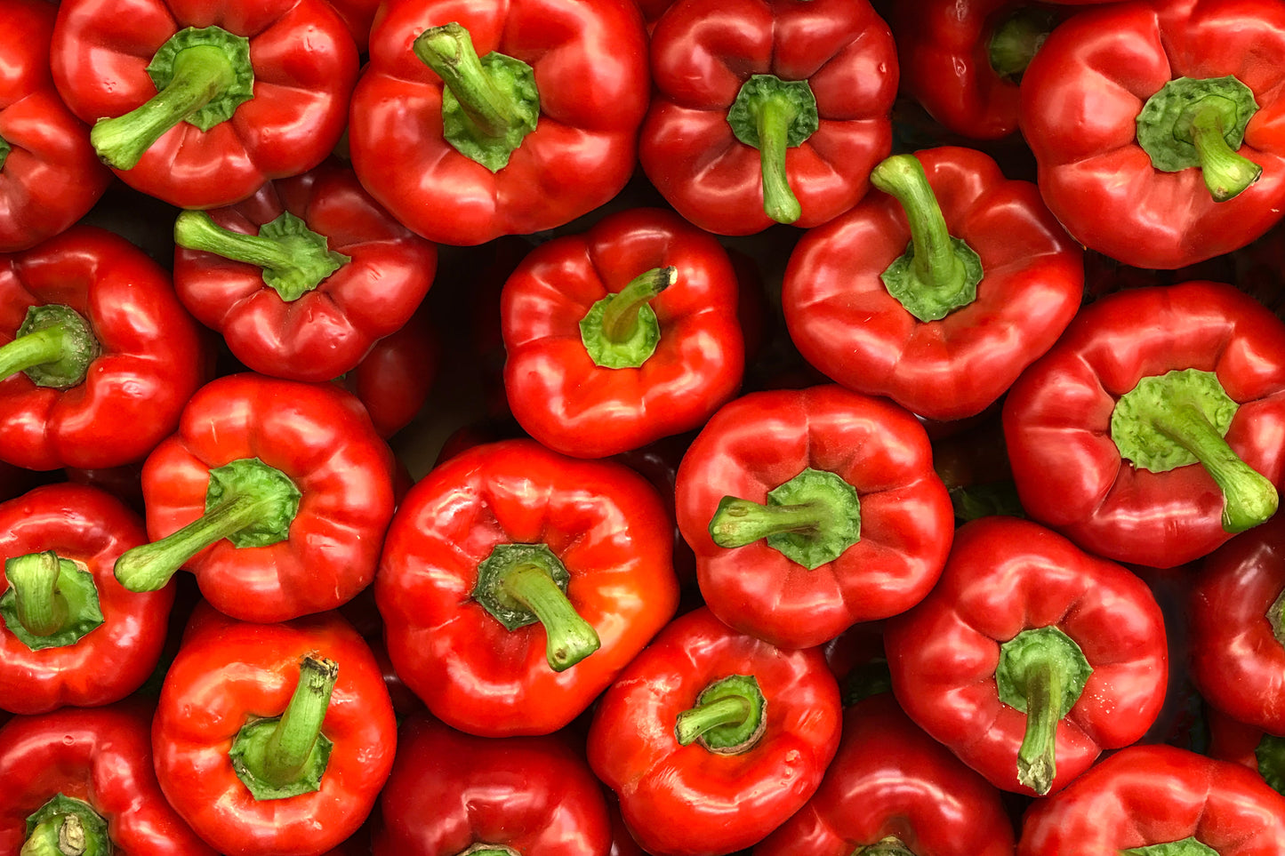 150 Yolo Wonder Sweet RED BELL PEPPER Capiscum Annuum Vegetable Seeds