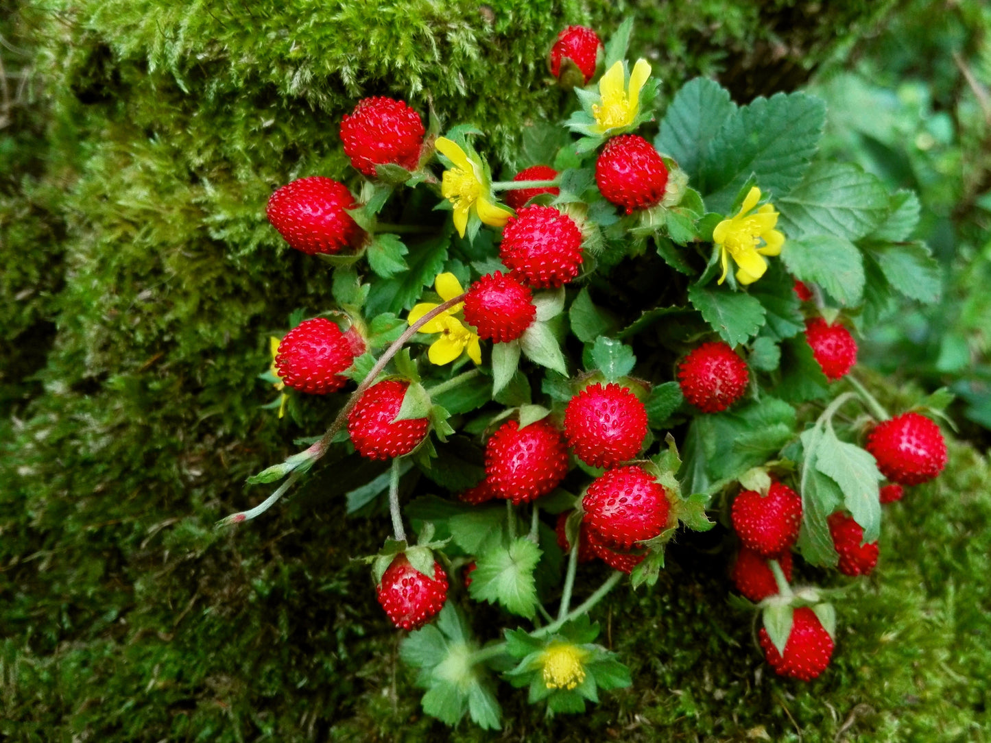 strawberry seeds edible 50 Edible Red MOCK STRAWBERRY Potentilla Indica Duchesnea Fruit Berry – Seedville USA