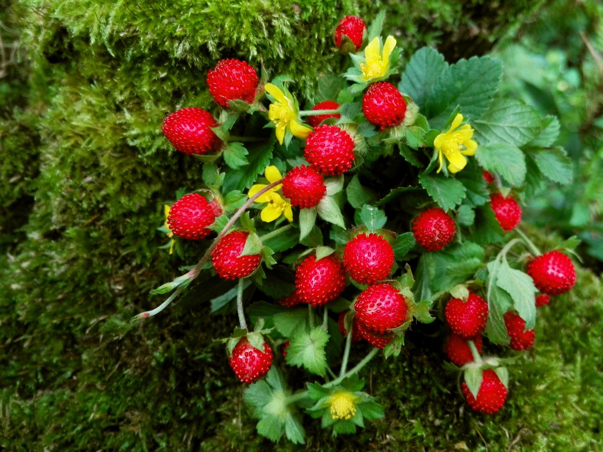 mock strawberry seeds 50 Edible Red MOCK STRAWBERRY Potentilla Indica Duchesnea Fruit Berry Seeds