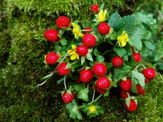 50 Edible Red MOCK STRAWBERRY Potentilla Indica Duchesnea Fruit Berry Seeds