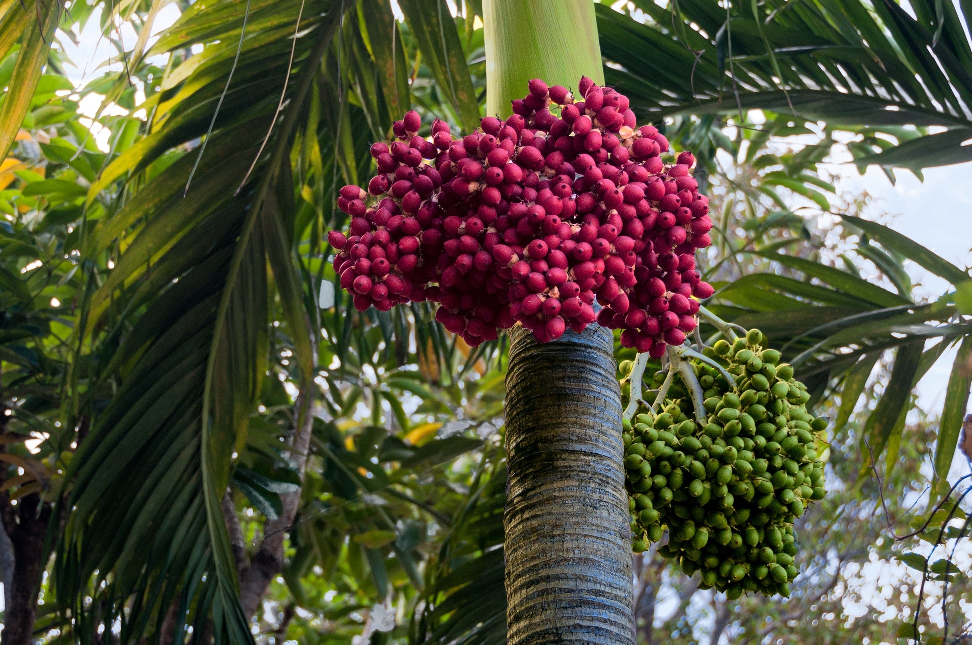 plant palm seeds 10 Florida ROYAL PALM Roystonea Regia Tree Houseplant Seeds