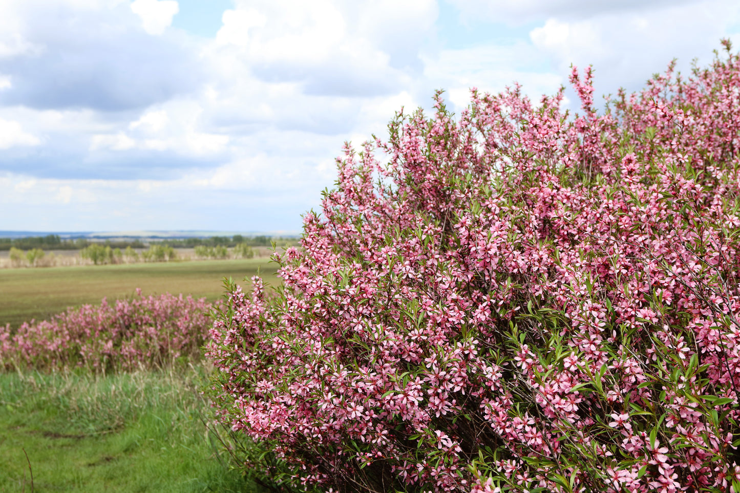 5 DWARF RUSSIAN ALMOND Prunus Tenella Rose Red Pink Fragrant Flower Shrub Seeds