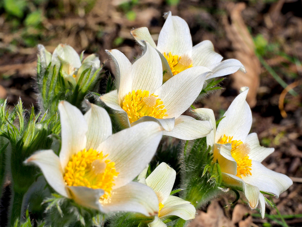 25 WHITE ANEMONE Pulsatilla Vulgaris PASQUE flower Seeds