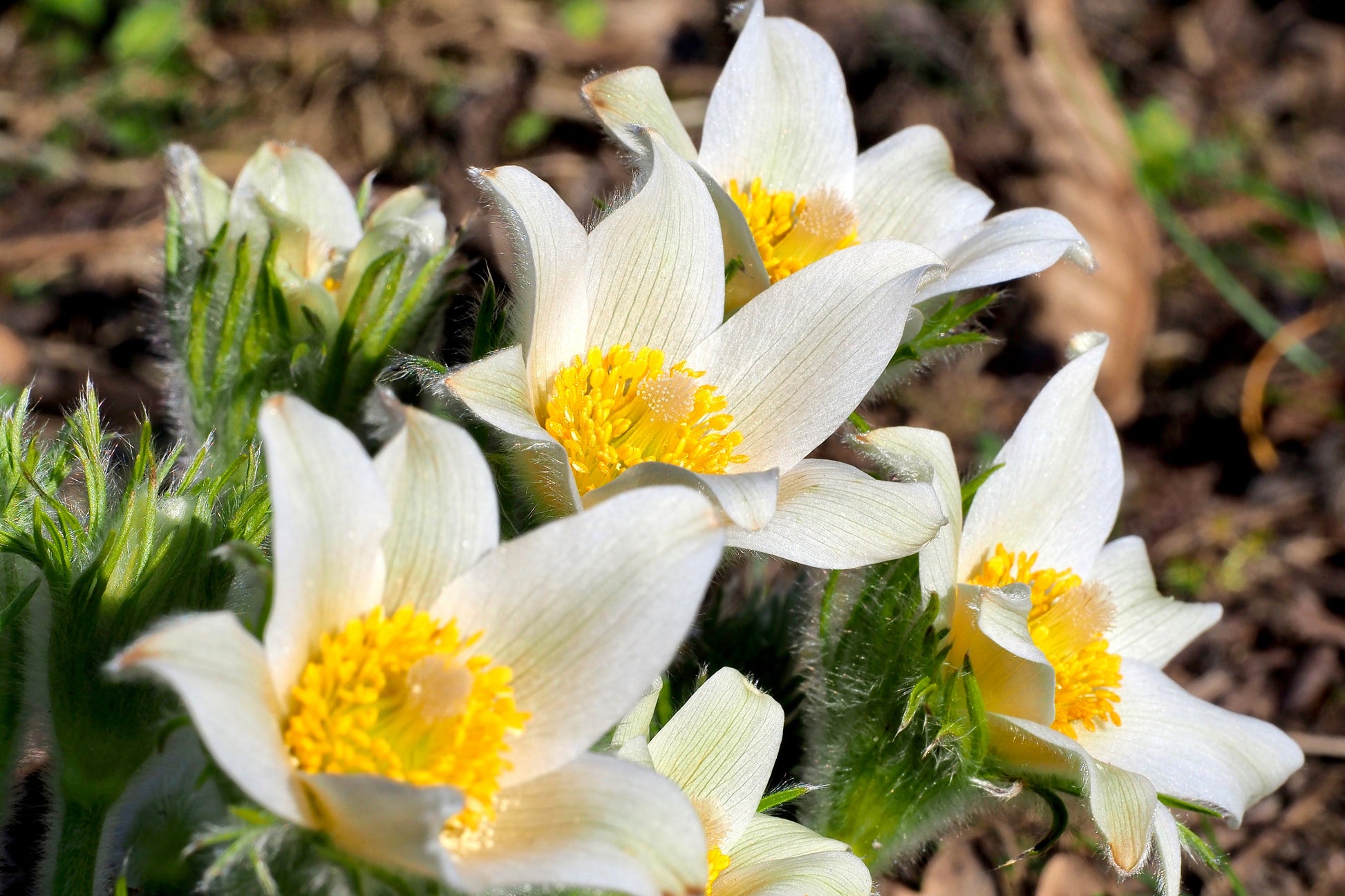 pasque flower seeds 25 WHITE ANEMONE Pulsatilla Vulgaris PASQUE flower Seeds