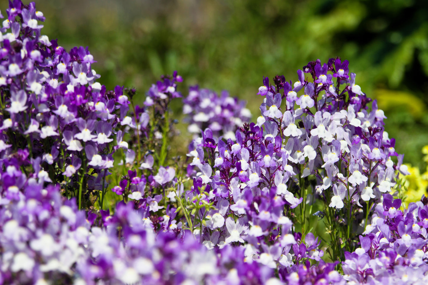 2000 Mixed MOROCCAN TOADFLAX / SNAPDRAGON Linaria Maroccana Flower Seeds
