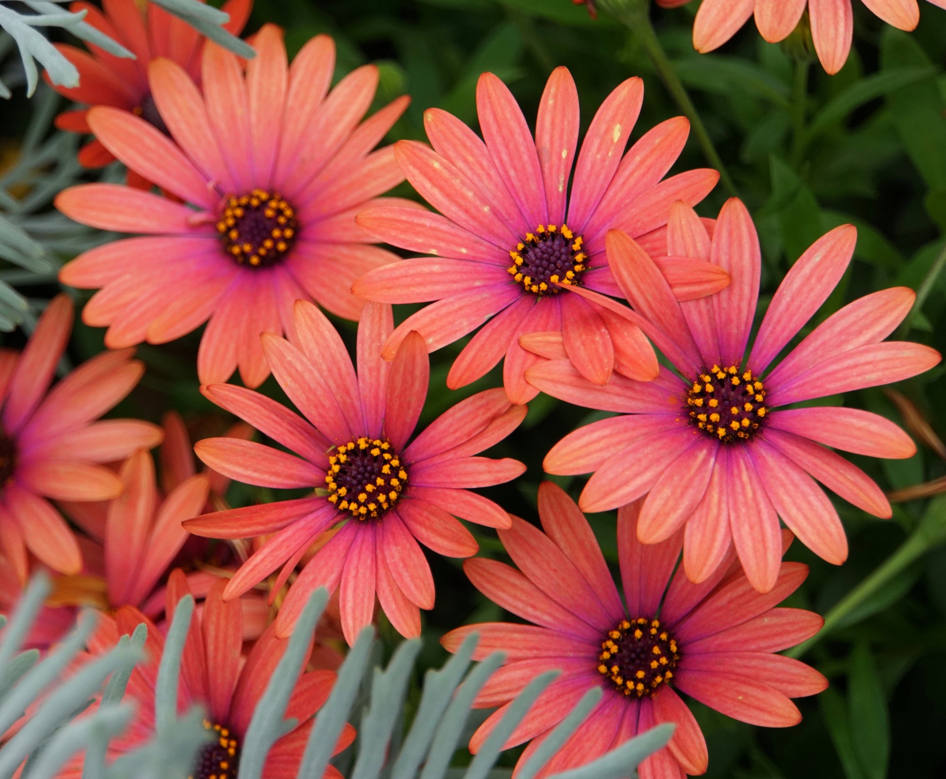 osteospermum flower seeds 20 MIXED COLORS OSTEOSPERMUM Ecklonis African Cape Daisy Flower Seeds