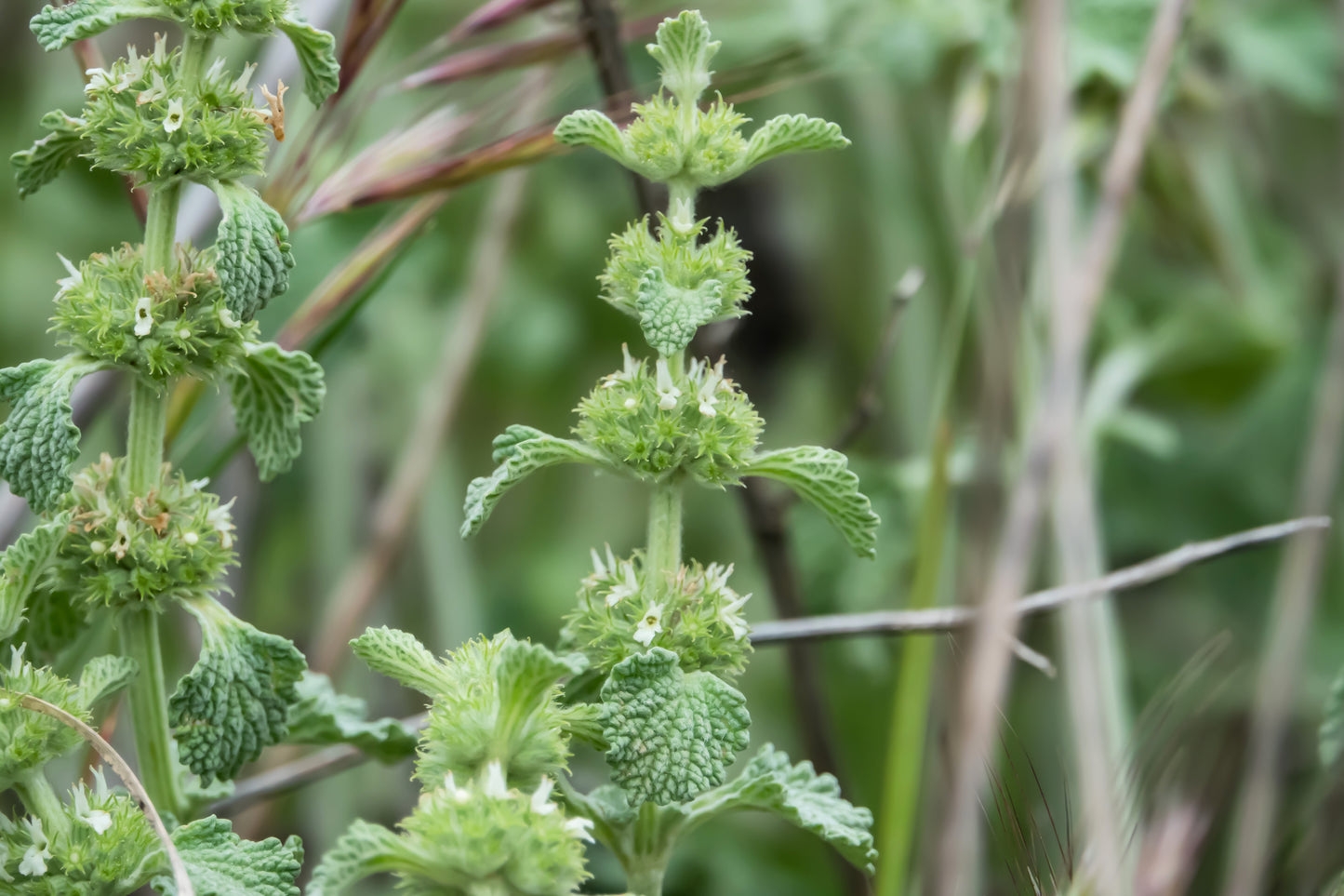 100 White HOREHOUND Marrubium Vulgare Herb Flower Seeds