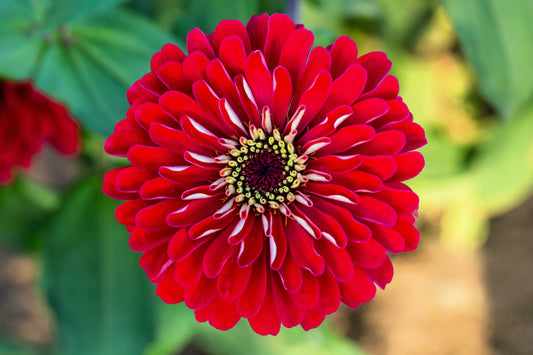 250 Red CHERRY QUEEN ZINNIA Elegans Flower Seeds