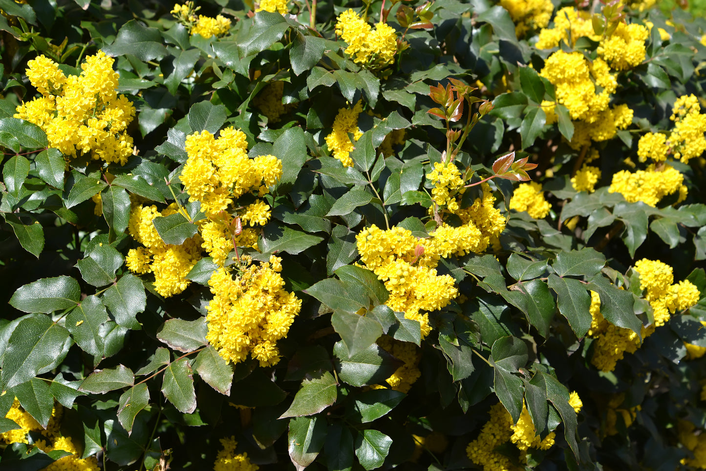 20 OREGON GRAPE Holly Fruit Vine Hollyleaved Barberry Mahonia Aquifolium Seeds