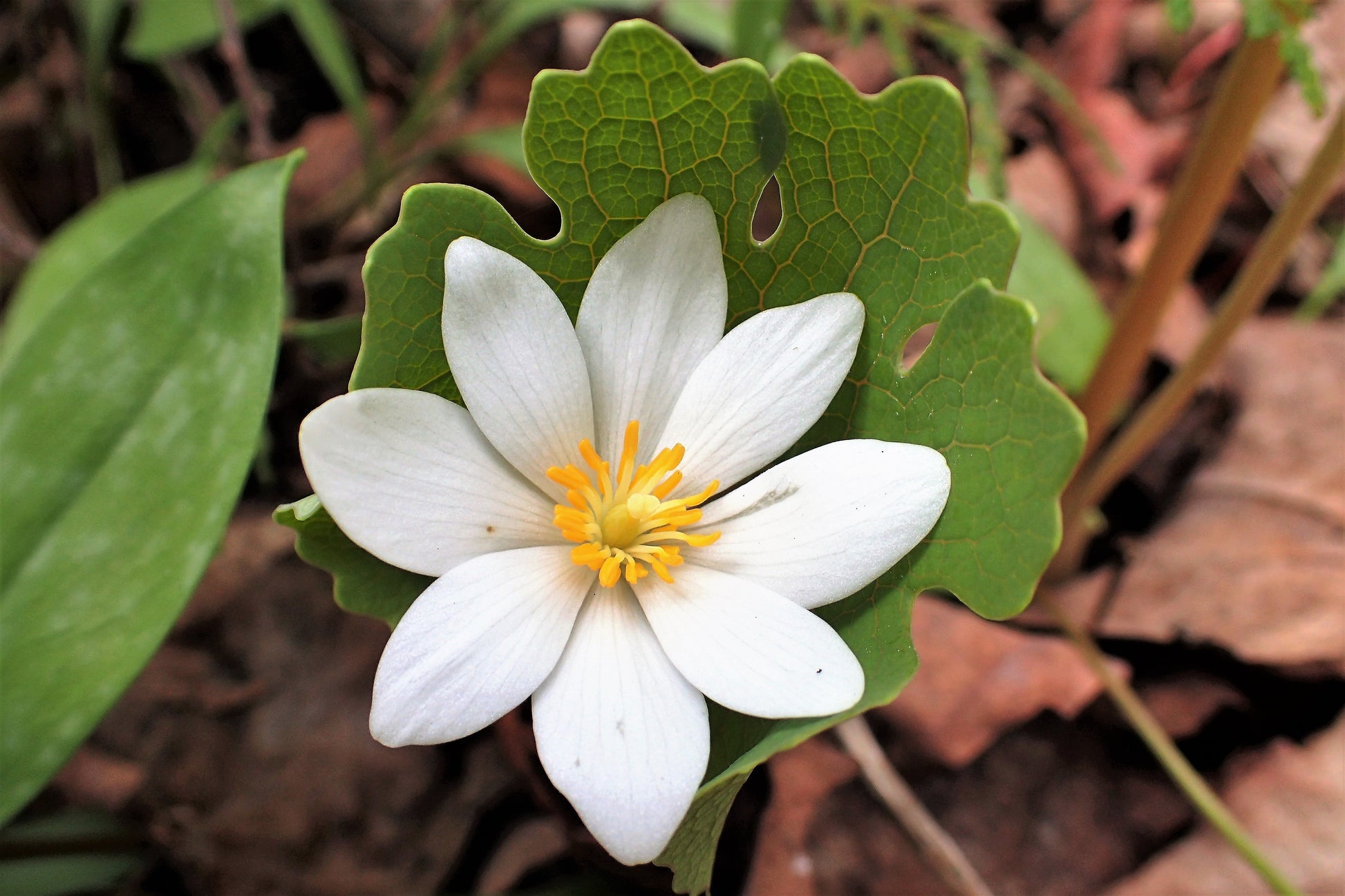 10 White BLOODROOT Sanguinaria Canadensis Shade Ground Cover Flower Se – Seedville USA