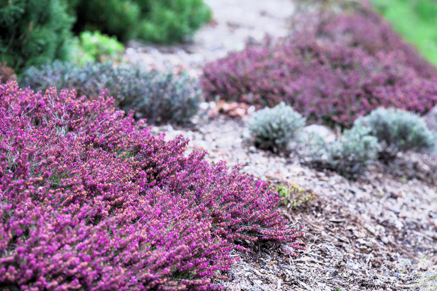 100 Scotch TRUE HEATHER Shrub Scot's Purple Pink Flower Calluna Vulgaris Seeds