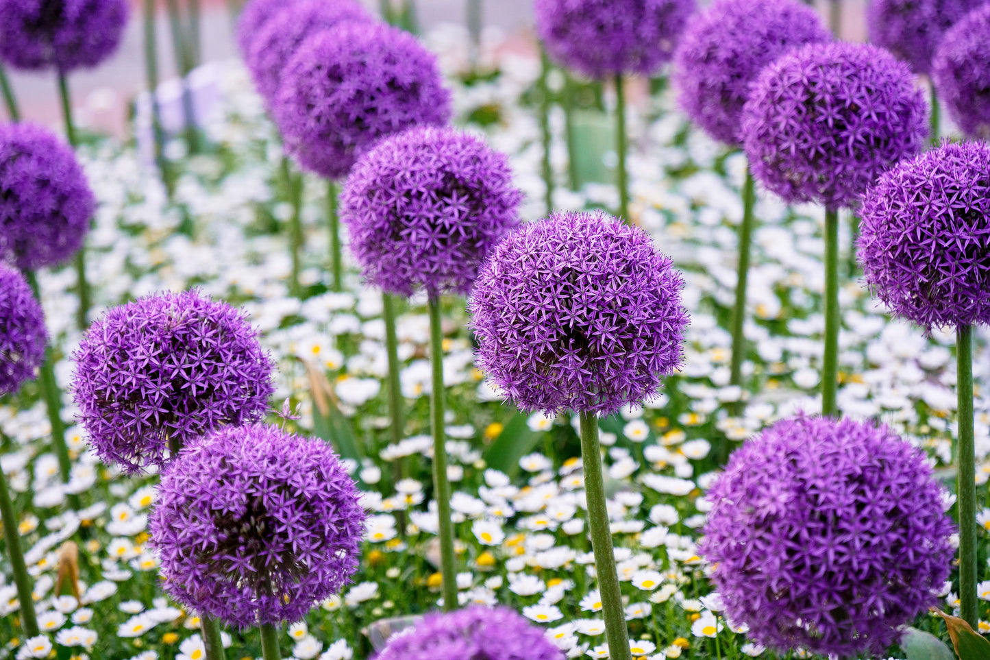 25 GIANT ALLIUM Allium Giganteum Purple Globe Flower Seeds