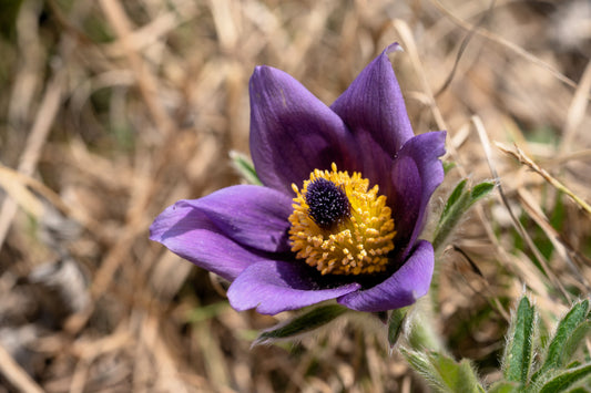 50 PULSATILLA Chinensis / Chinese Purple PASQUE Flower ANEMONE Herb Seeds