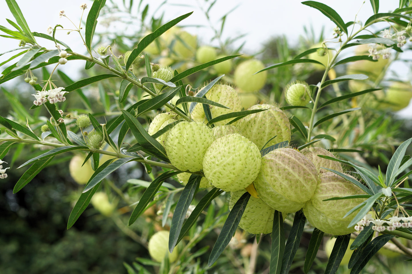 10 BALLOON MILKWEED Hairy Balls Butterfly Weed Asclepias Gomphocarpus Physocarpus Monarch Flower Seeds