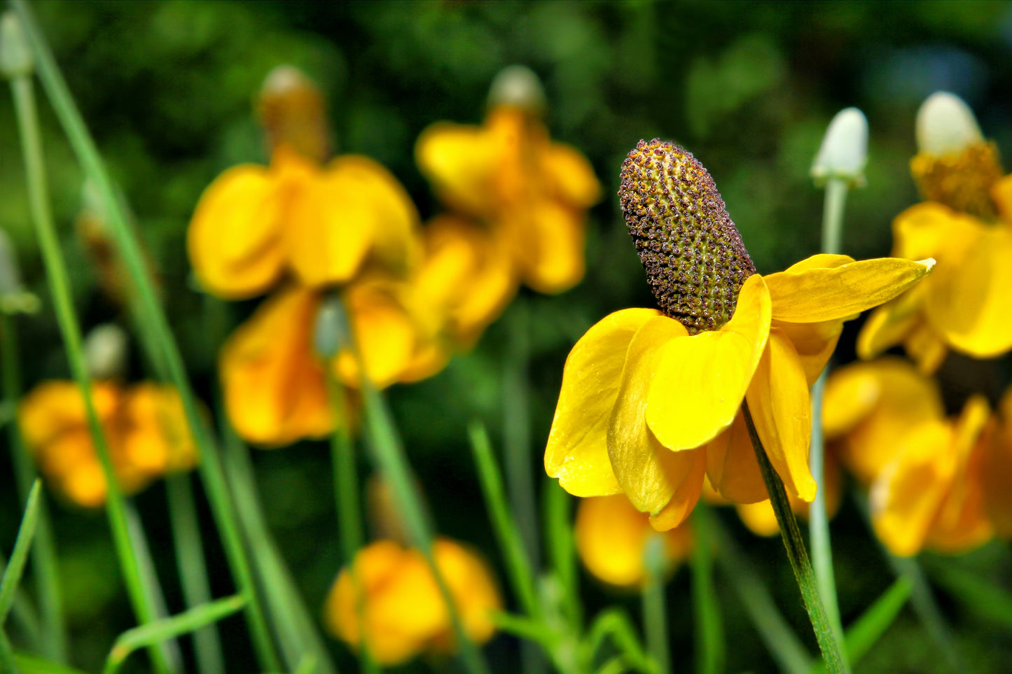 3000 CLASPING CONEFLOWER Rudbeckia Amplexicaulis Yellow Flower Seeds