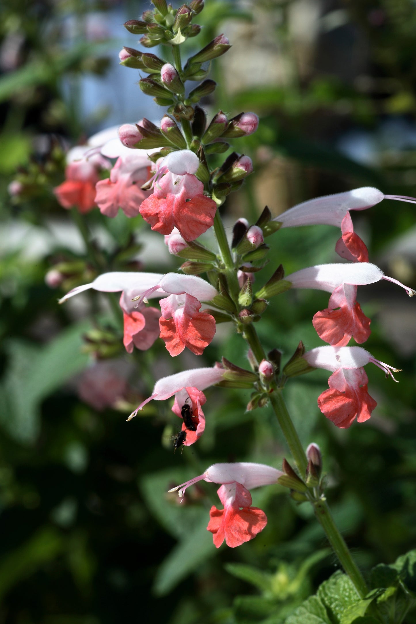 30 CORAL NYMPH SALVIA Coccinea Hummingbird Sage Flower Seeds