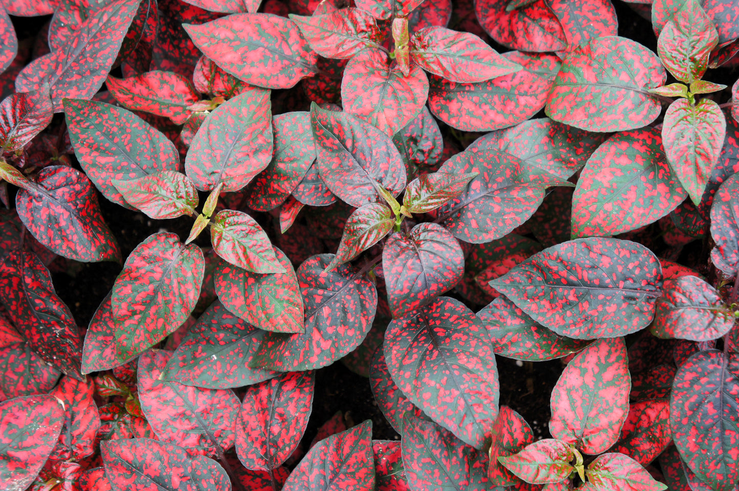10 Dwarf RED POLKA DOT PLANT Splash Select Hypoestes Phyllostachya Flower Houseplant Seeds