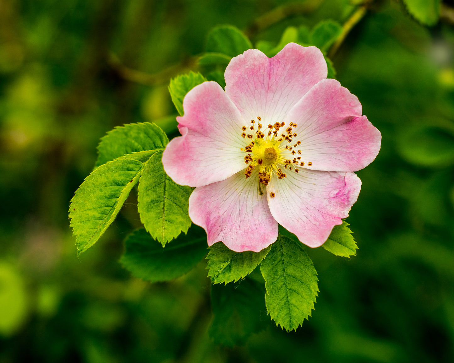dog rose seeds 50 Thornless Pink DOG BRIER ROSE Bush Rosa Canina Inermis Victory Garden Fragrant Flower Seeds