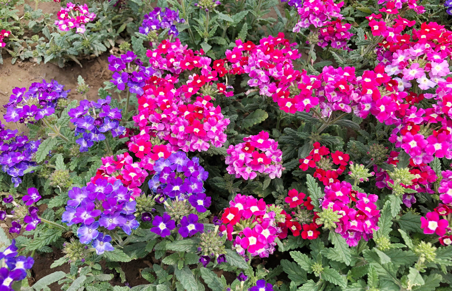 100 MIXED COLORS VERBENA Hybrida Compacta Flower Seeds