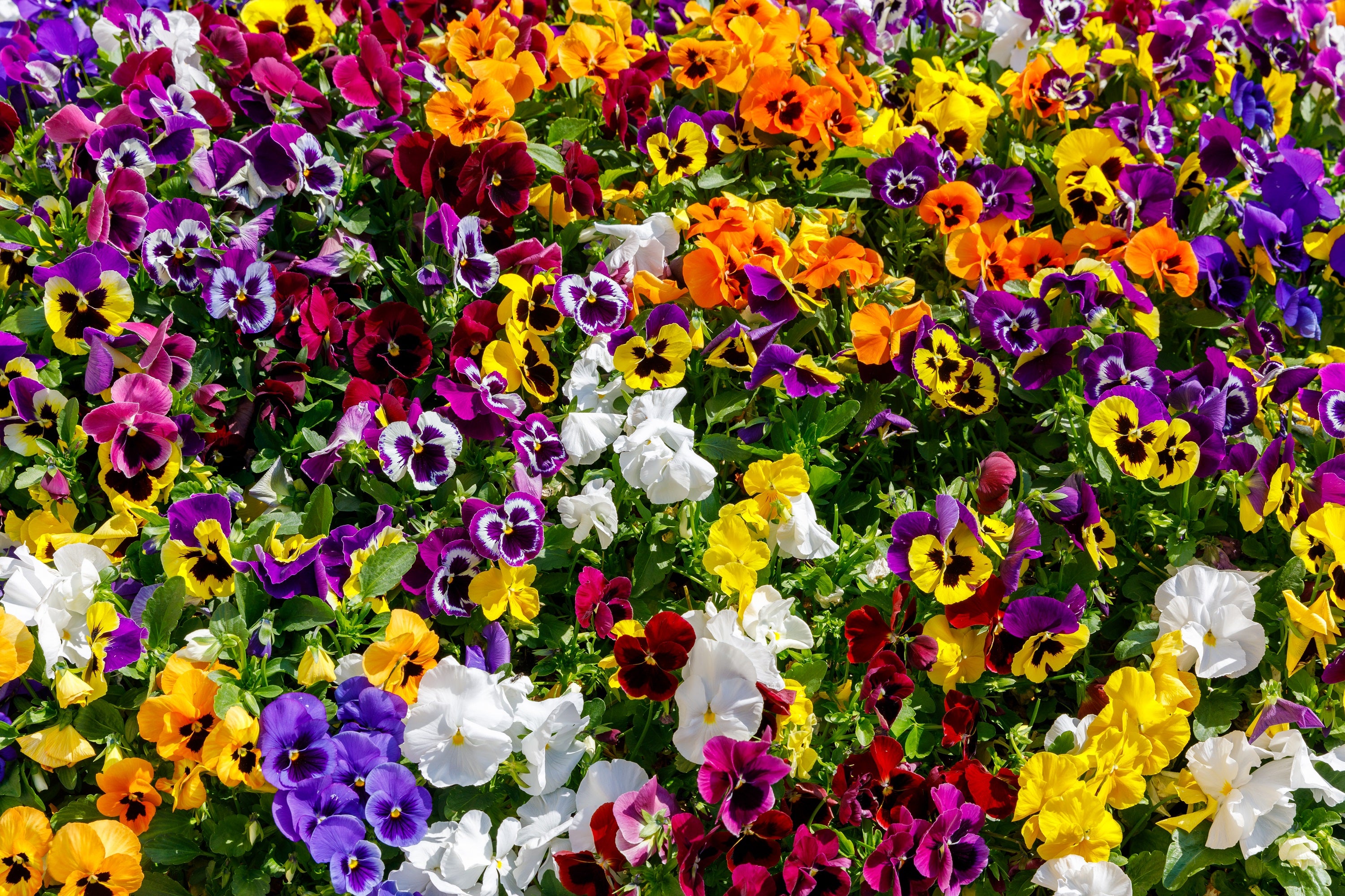 Seedville Swiss Giant Pansy Seeds