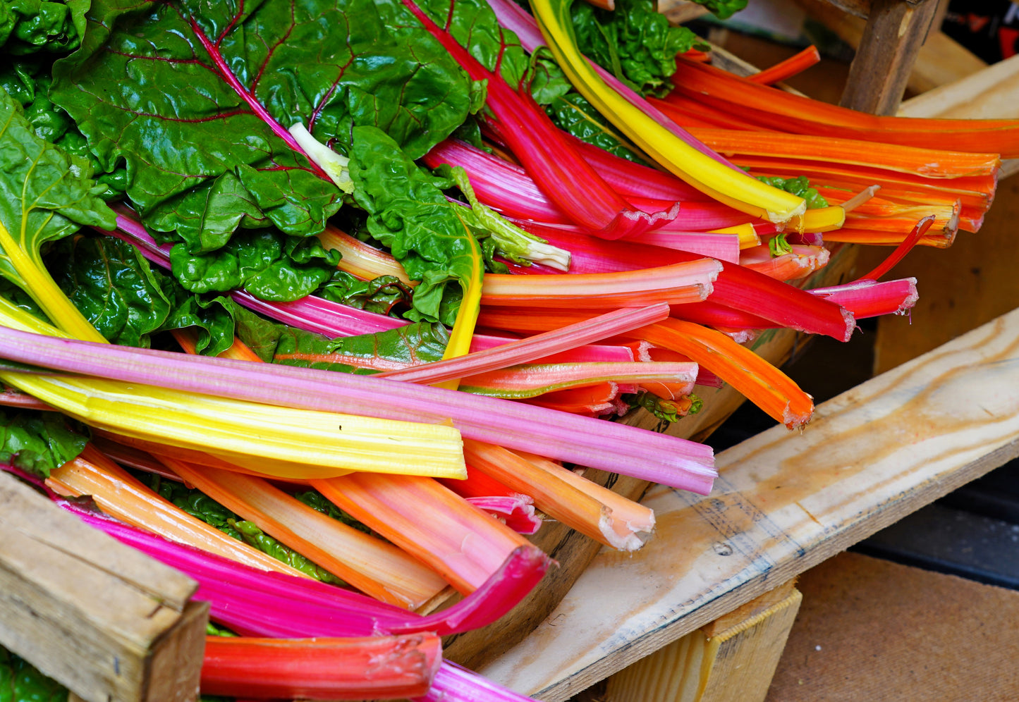 150 Mixed Colors NORTHERN LIGHTS  SWISS CHARD (Perpetual Spinach) Beta Vulgaris Cicla Vegetable Seeds