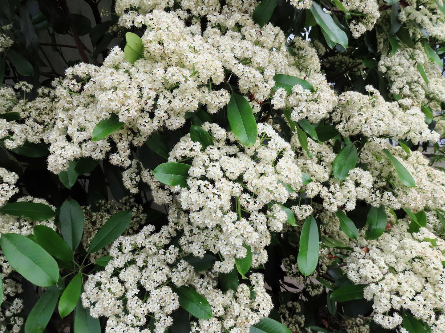 20 NANNYBERRY SWEET VIBURNUM Lentago Shrub Tree Blue Black Berry Fruit White Flower Seeds