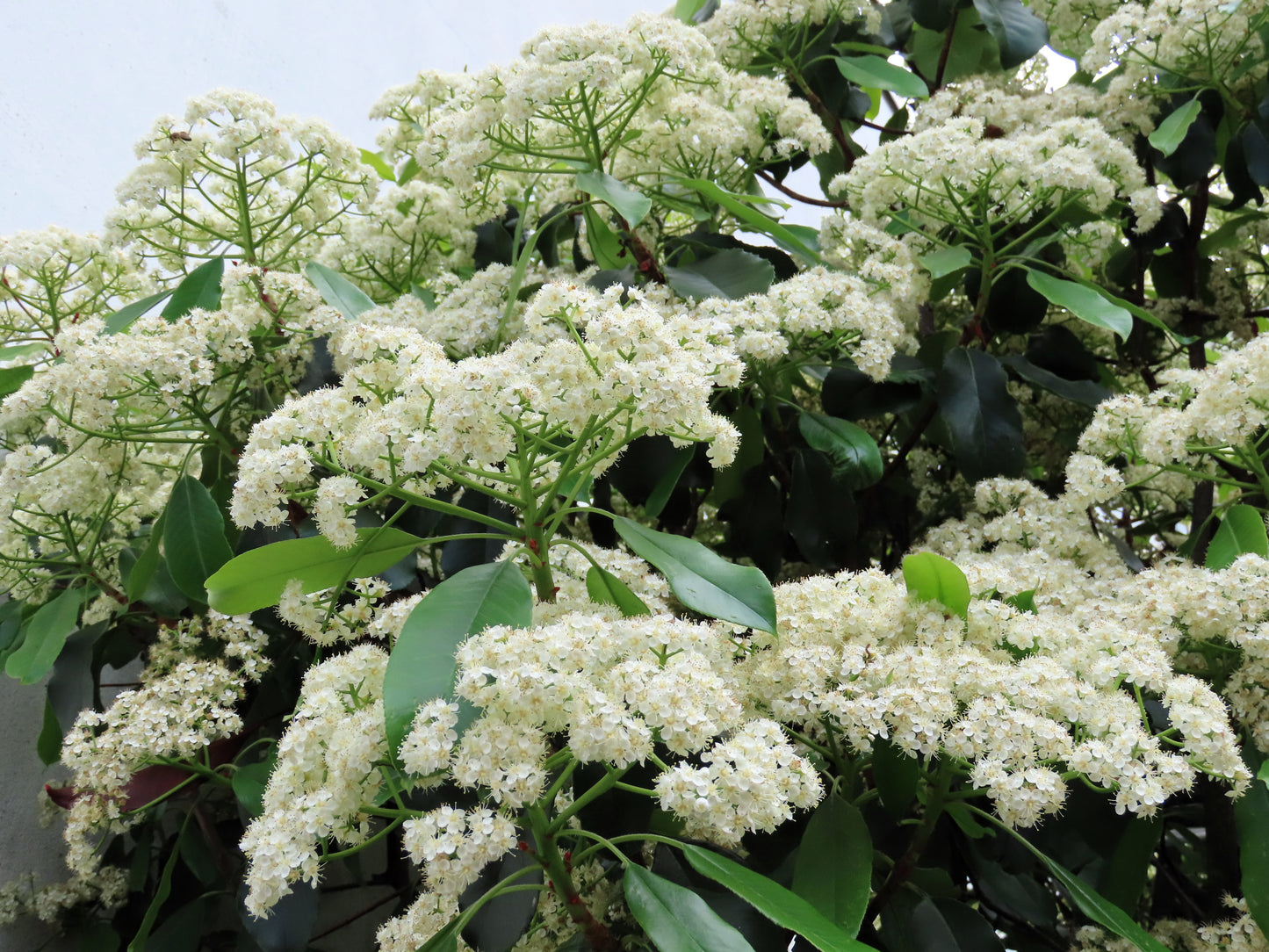 20 NANNYBERRY SWEET VIBURNUM Lentago Shrub Tree Blue Black Berry Fruit White Flower Seeds