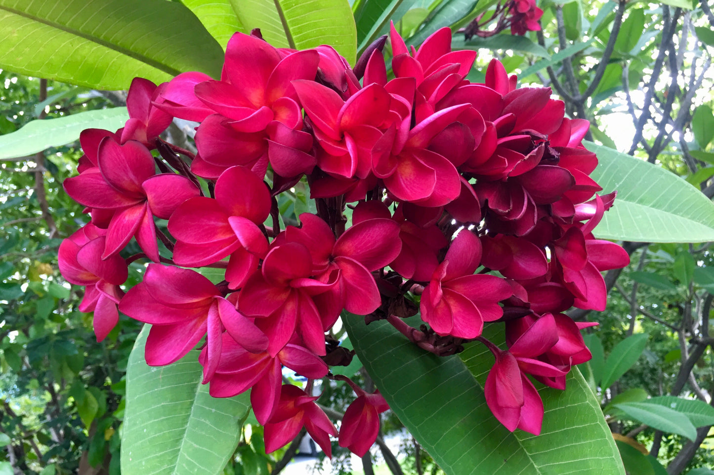 10 MIXED COLORS PLUMERIA Seeds - Lei Flower Frangipani Mix Fragrant Shrub Small Tree Pink Red Yellow White Peach Two Tone