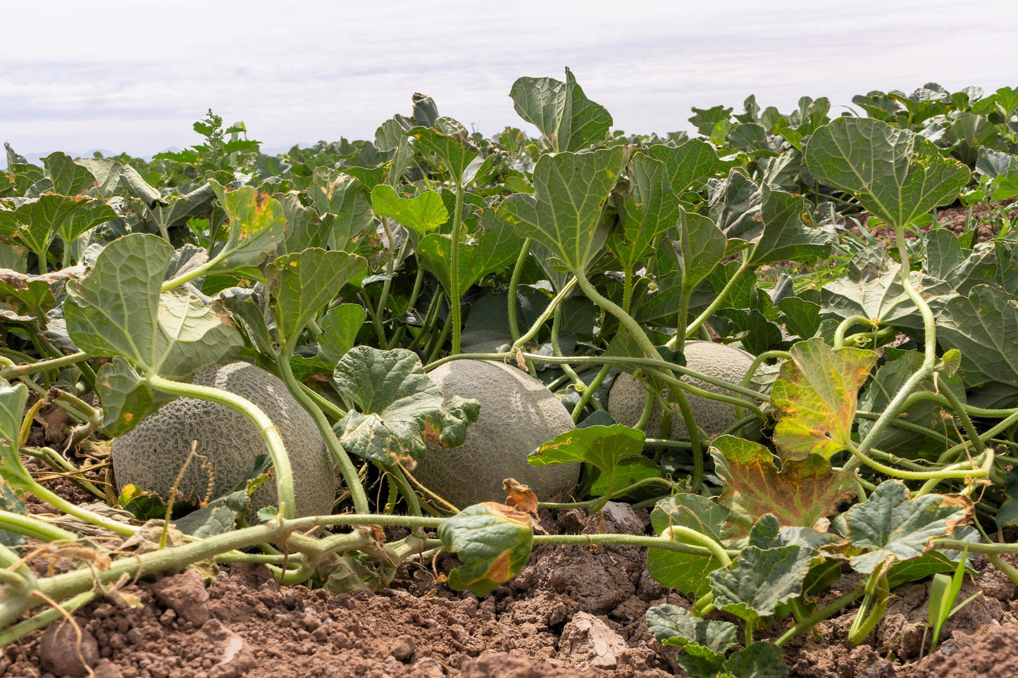 200 HALE'S Best JUMBO CANTALOUPE Orange Muskmelon Cucumis Melo Melon Fruit Seeds