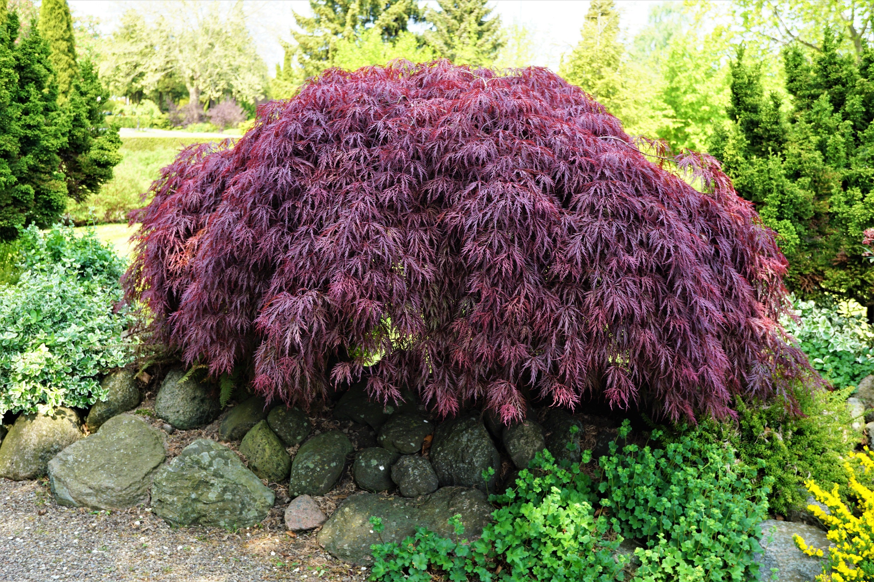 10 INABA SHIDARE MAPLE Weeping Red Laceleaf Japanese Acer Palmatum Dis ...