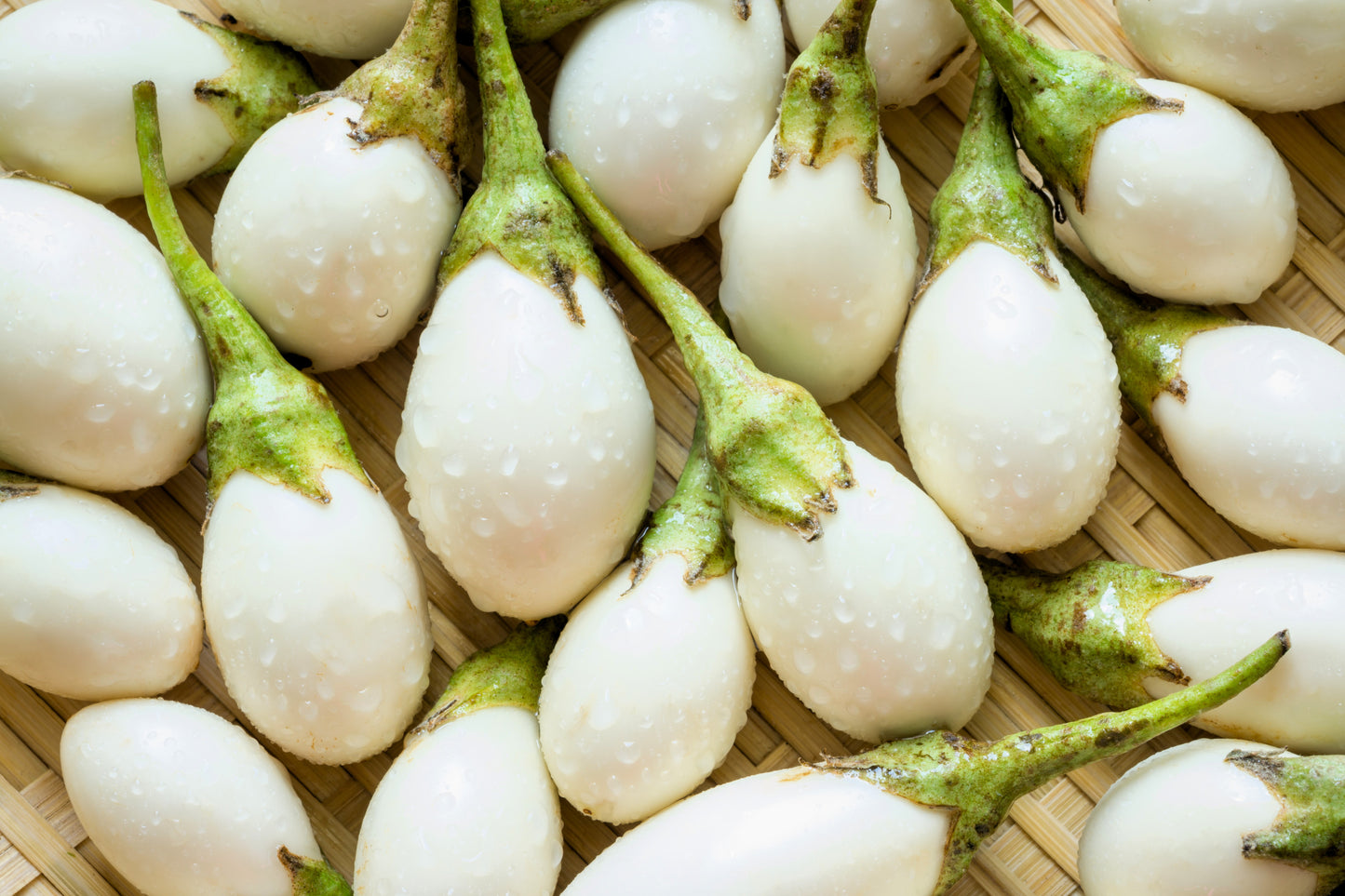 easter egg plant seeds 30 EASTER EGG PLANT (Easter Eggplant / Ornamental Eggplant / Nest Egg) Solanum Ovigerum Seeds