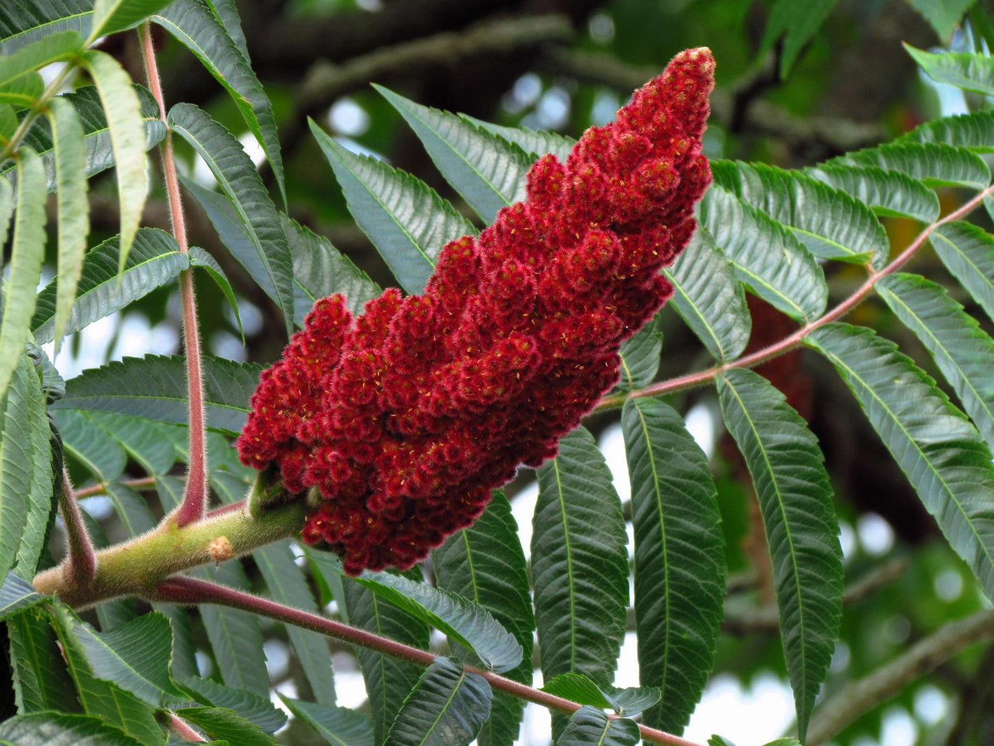 50 STAGHORN SUMAC TREE Rhus Typhina Yellow Flowers Red Berries Seeds