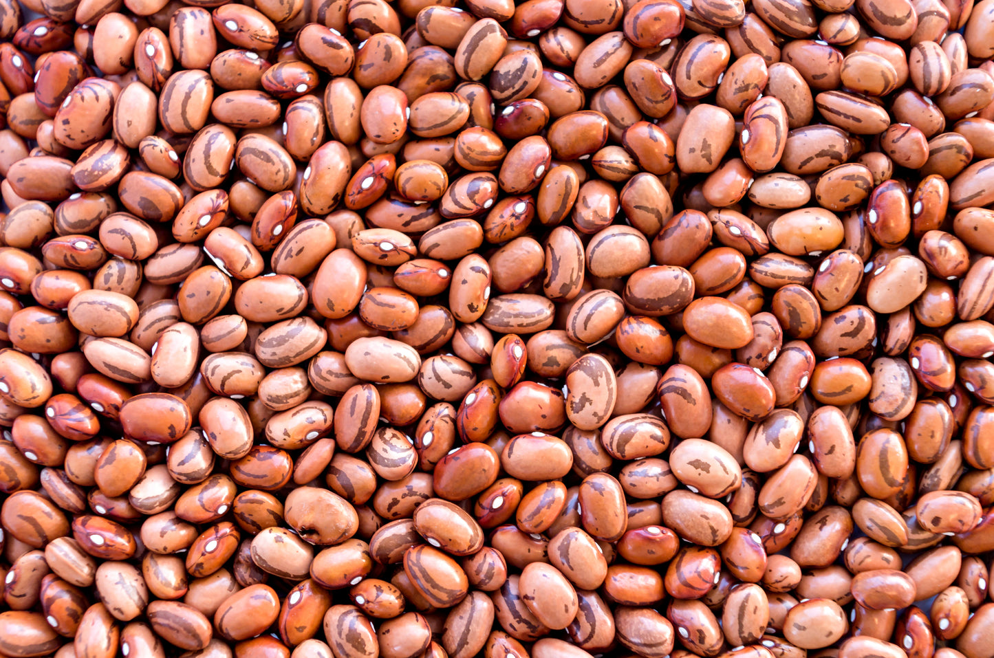 50 PINTO BEAN Phaseolus Vulgaris Vegetable Seeds