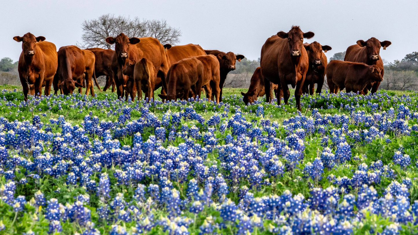 150 TEXAS BLUEBONNET LUPINE Lupinus Texensis Flower Seeds