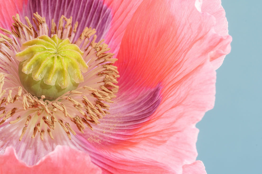 1000 POPPY 