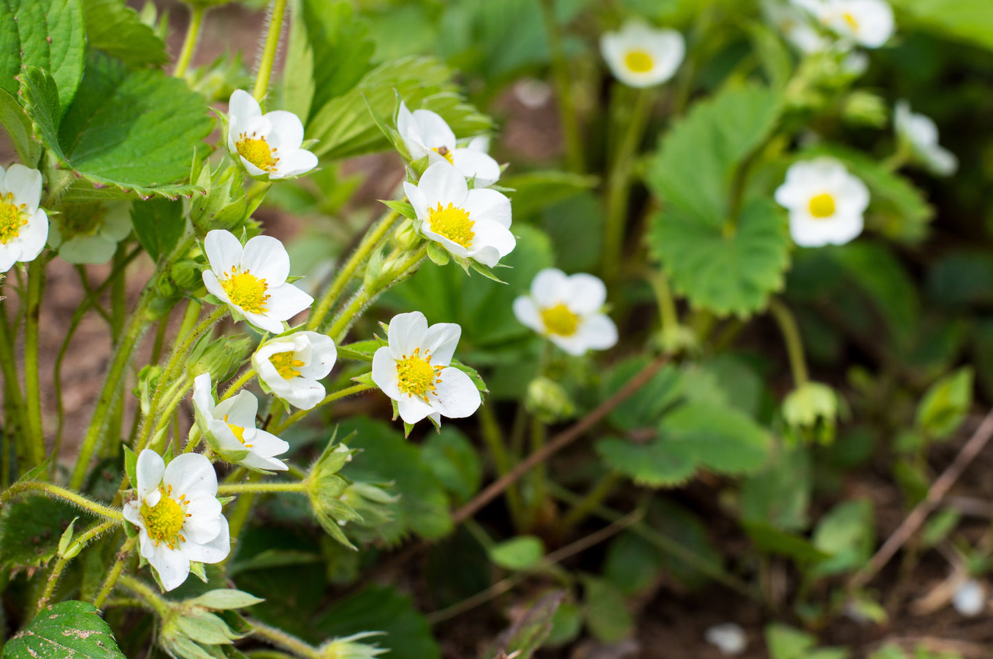 100 ALPINE STRAWBERRY Fragaria Vesca Red Fruit White Flower Seeds