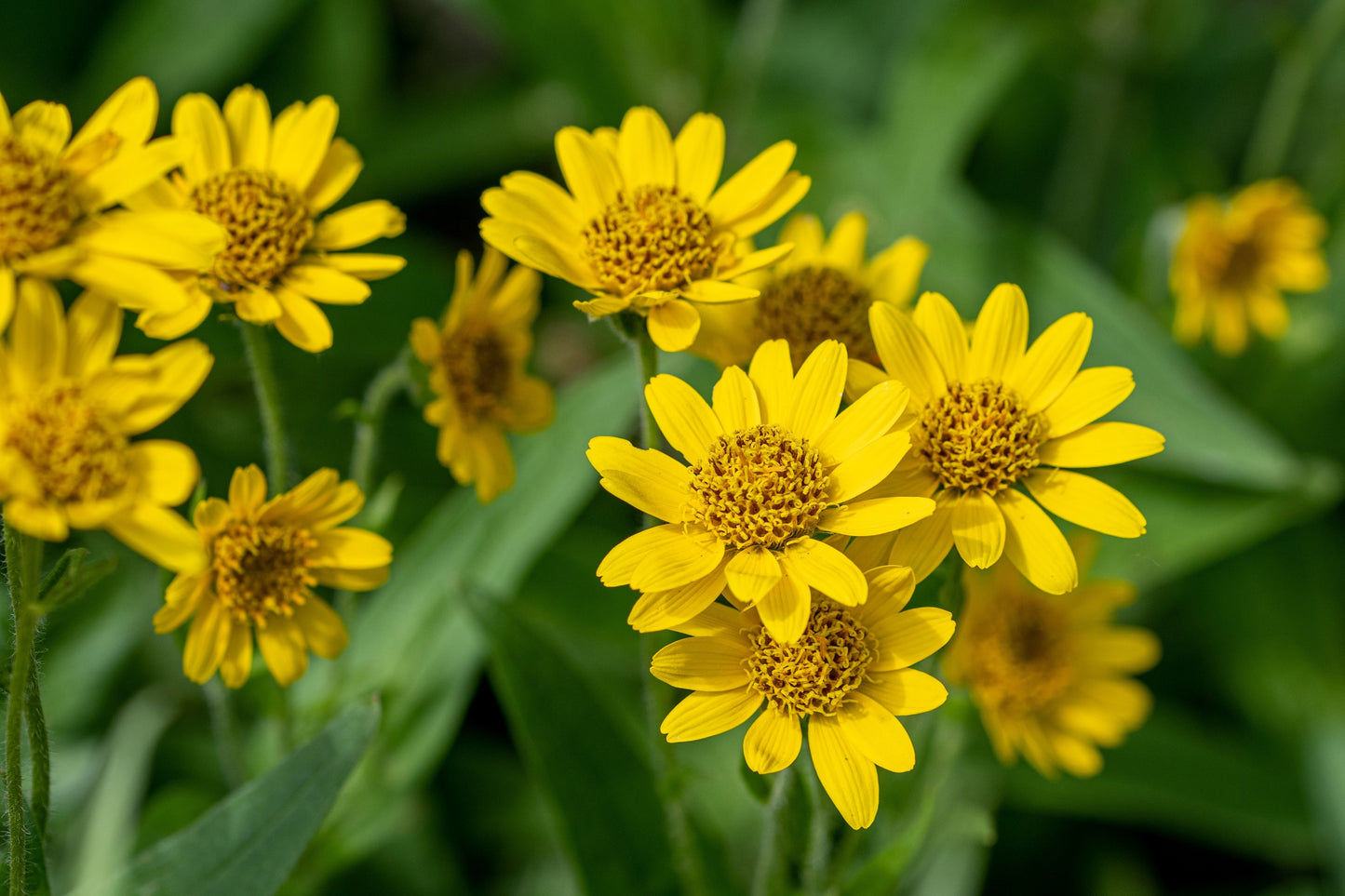 arnica plant seeds 20 MEADOW ARNICA Chamissonis Silver American Native Yellow Flower Herb Seeds